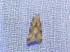 Brachmia blandella